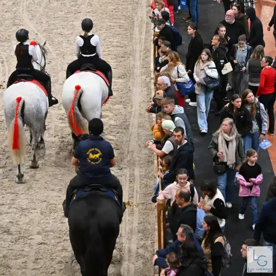 Présentation de chevaux en carrière au Salon du Cheval d'Angers