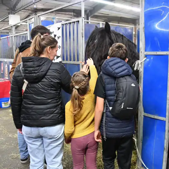 Boxes de chevaux au Salon du Cheval d'Angers
