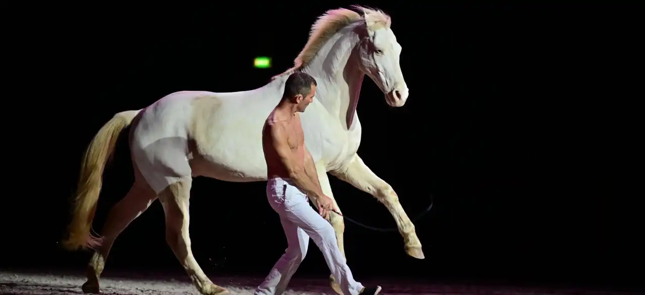 Julien Lecourt, Lauréat du concours Etoiles Equestres 2024 au Salon du Cheval d'Angers