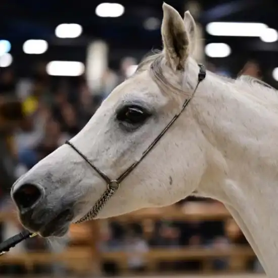 Photo Arabian Show - Salon du Cheval 2025