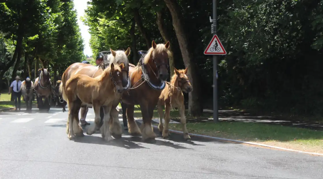 Venez à la rencontre du Cheval Trait du NordSalon du Cheval 2025