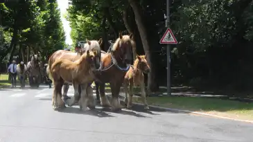 Venez à la rencontre du Cheval Trait du NordSalon du Cheval 2025