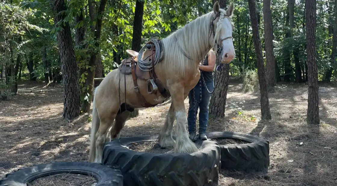 Découvrez le Drum Horse !Salon du Cheval 2025