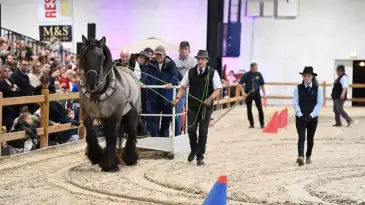 Trophées des races régionalesSalon du Cheval 2025