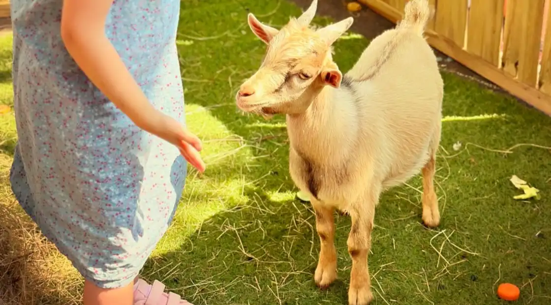 Ferme pédagogiqueSalon du Cheval 2025