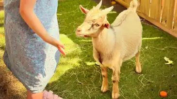 Ferme pédagogiqueSalon du Cheval 2025