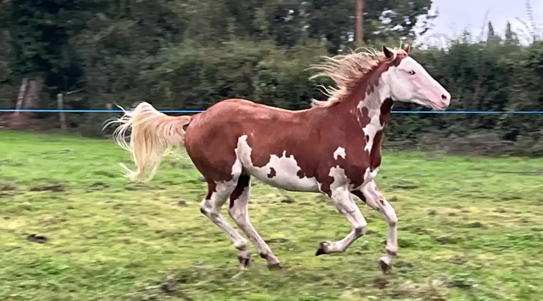 Présentation de la race Paint horse et de la structureSalon du Cheval 2025