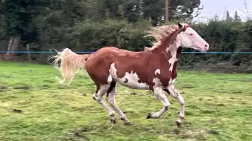 Présentation de la race Paint horse et de la structureSalon du Cheval 2025